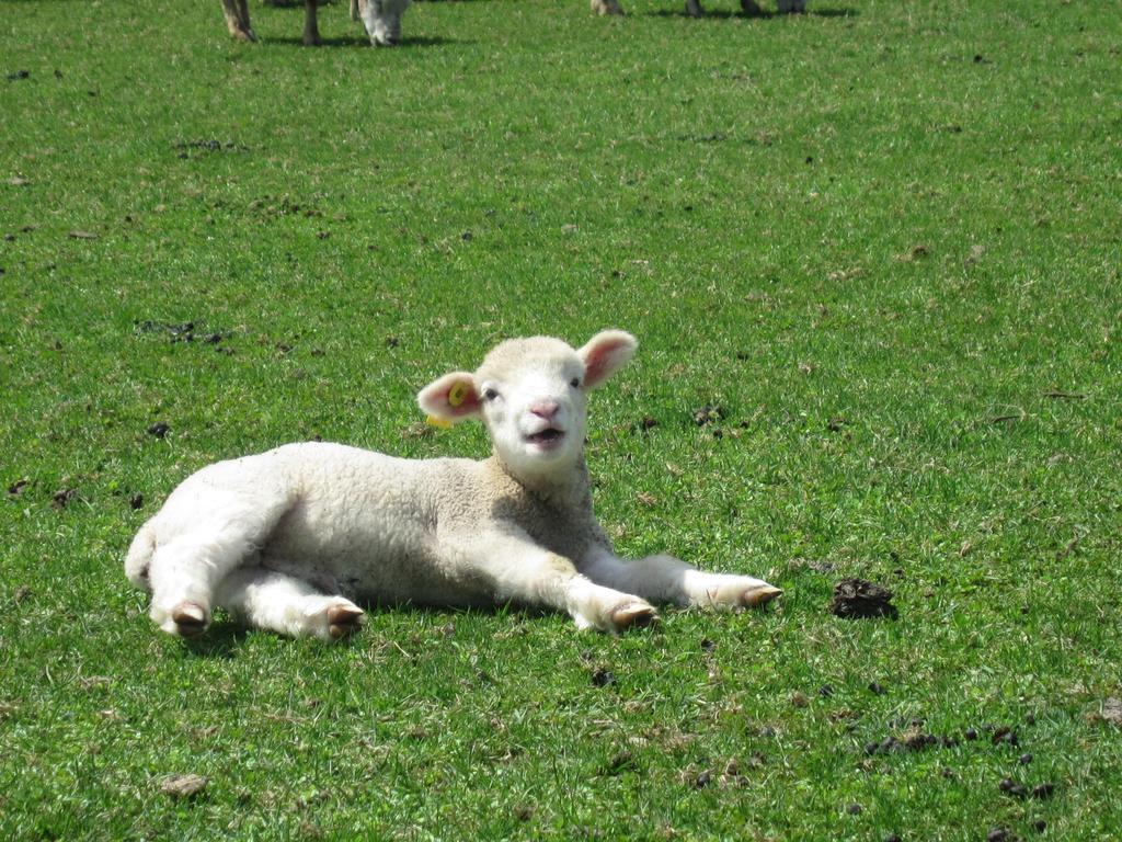 הוילה Shintoku Yorkshire Farm מראה חיצוני תמונה