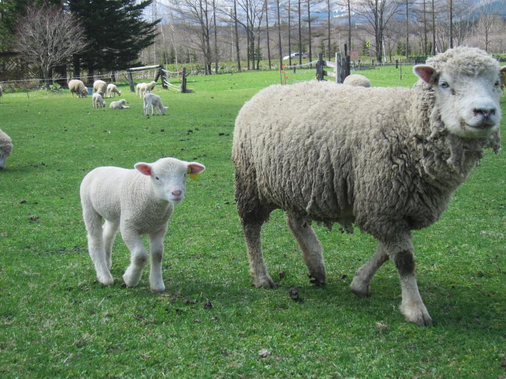 הוילה Shintoku Yorkshire Farm מראה חיצוני תמונה