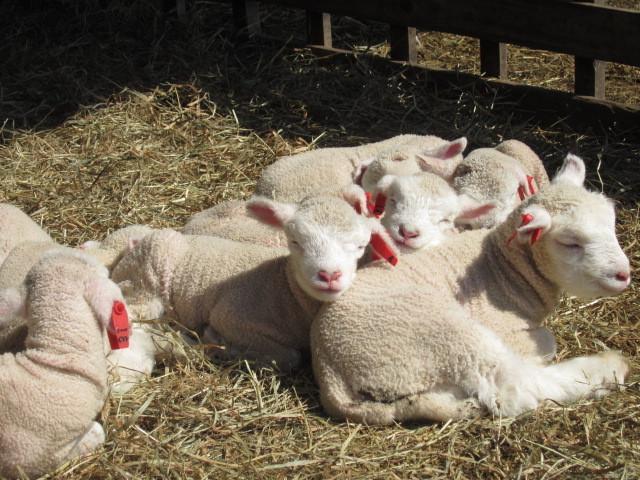 הוילה Shintoku Yorkshire Farm מראה חיצוני תמונה