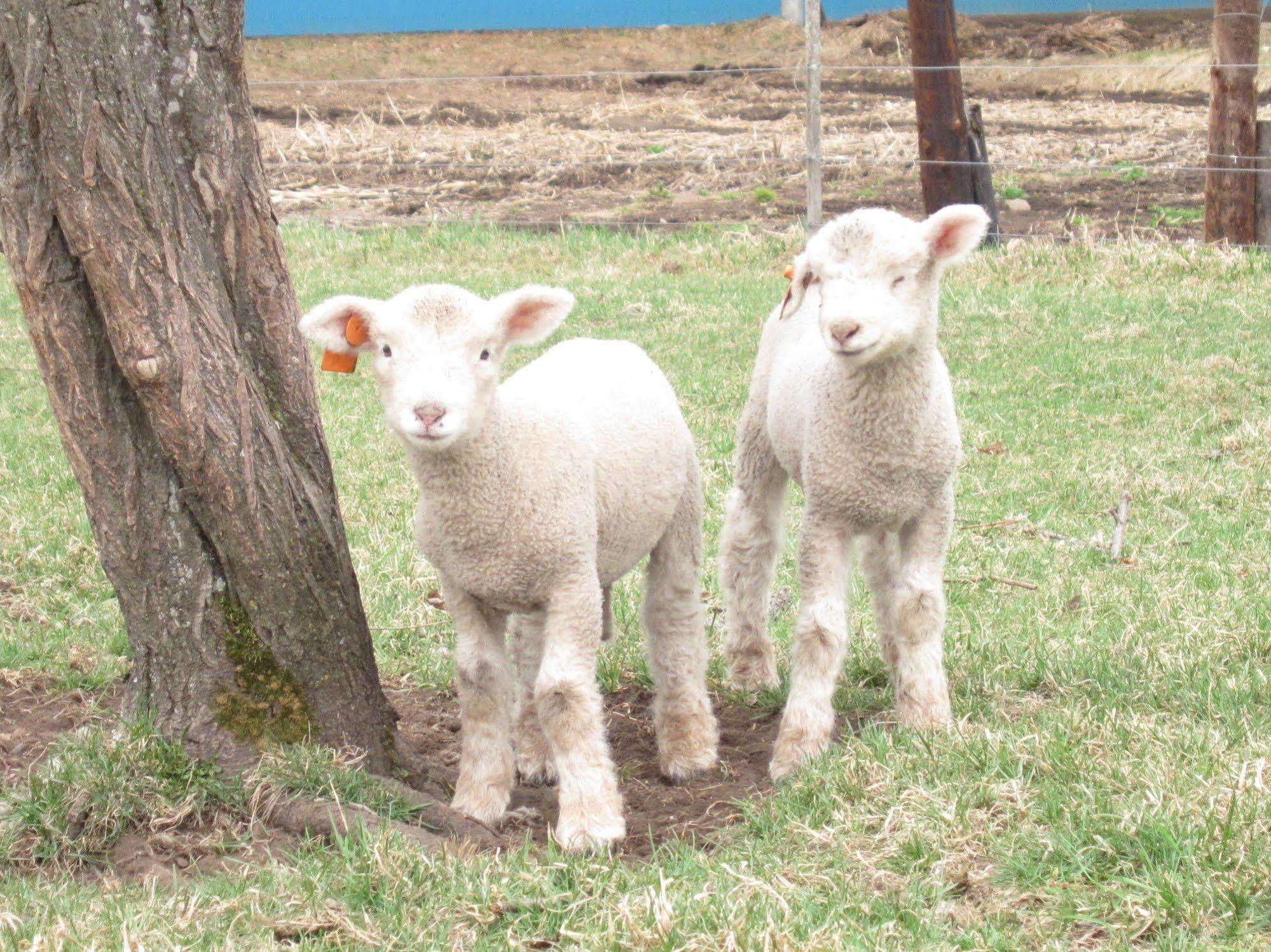 הוילה Shintoku Yorkshire Farm מראה חיצוני תמונה