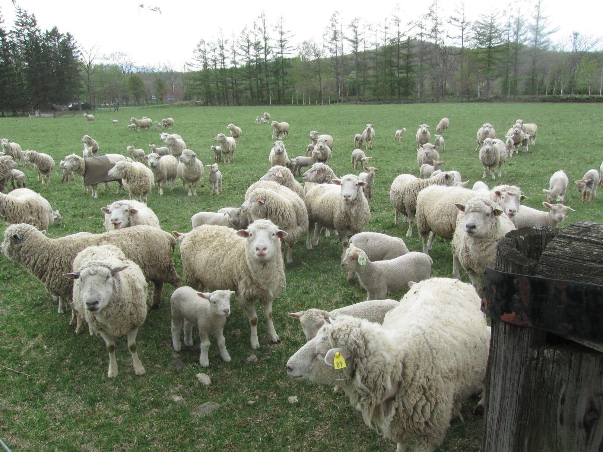 הוילה Shintoku Yorkshire Farm מראה חיצוני תמונה